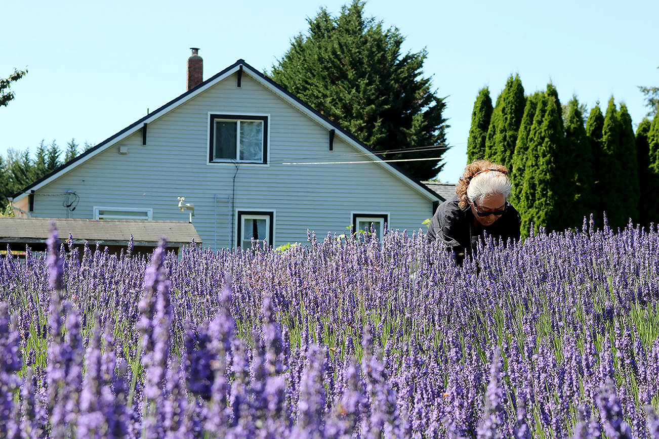 A woman gathers flowers at Snofalls Lavender Farm outside Fall City on July 18, 2020. Aaron Kunkler/staff photo