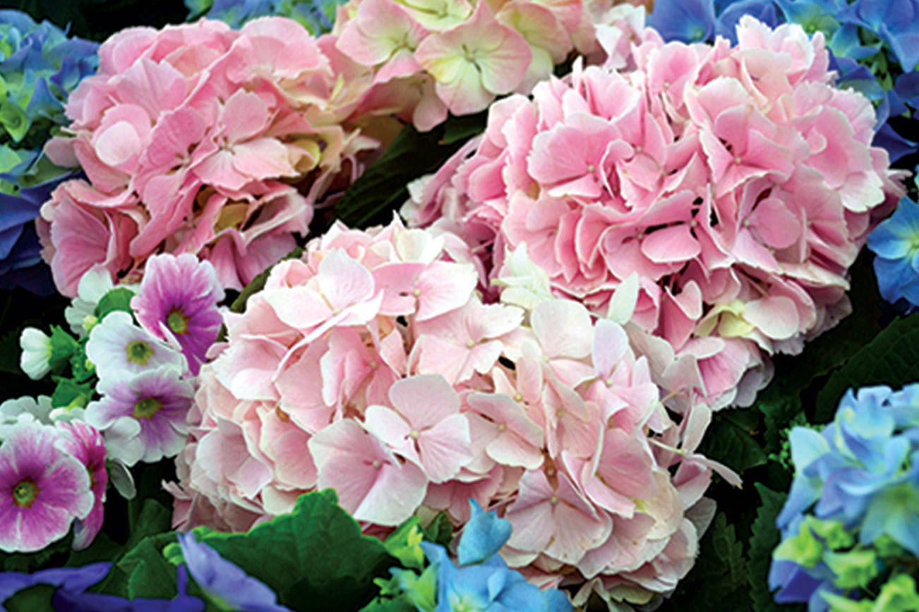 How you prune hydrangeas depends on whether the flower buds are formed on new or old wood. (Getty Images)