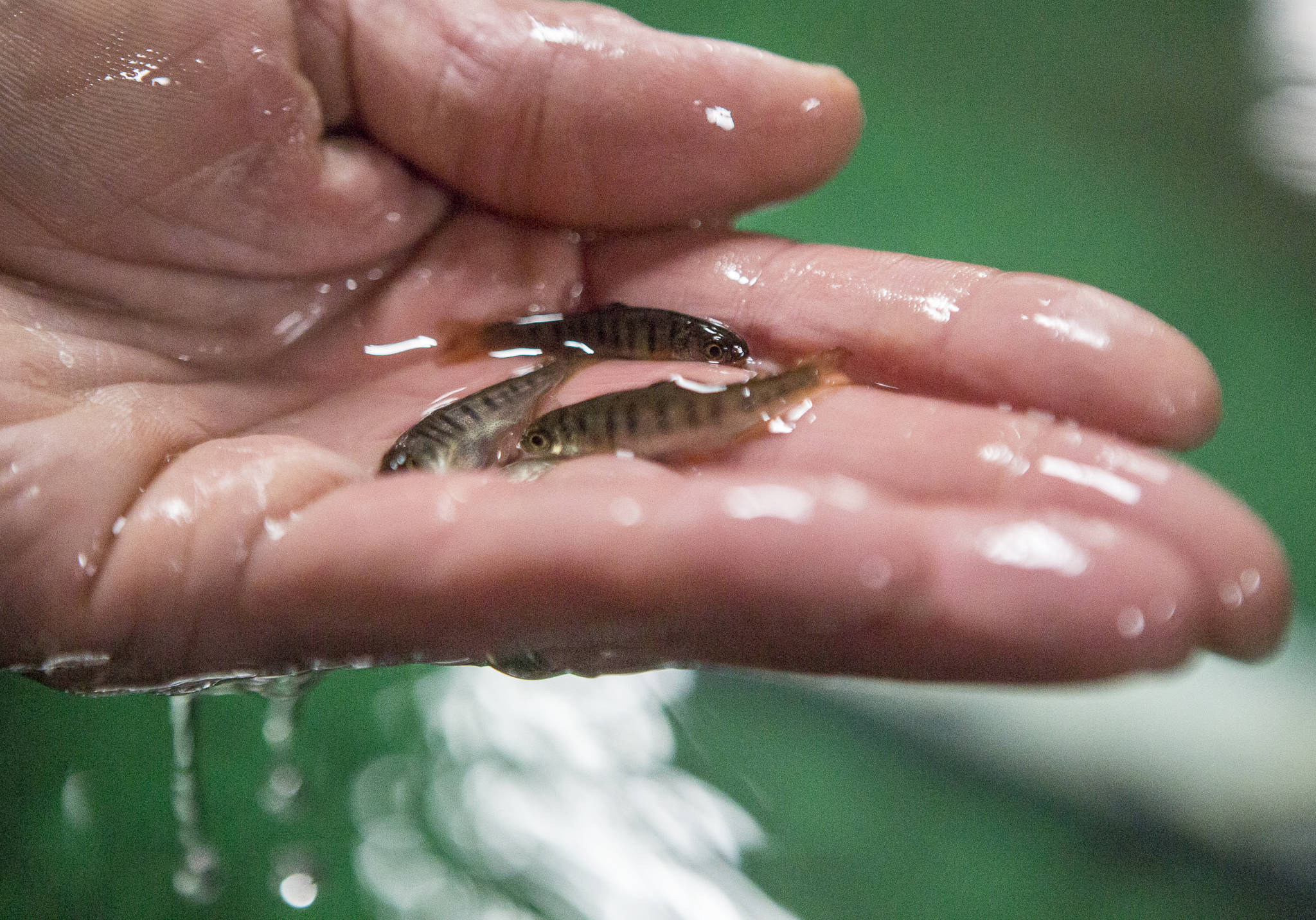 Coho salmon fry from the Stillaguamish Tribe Salmon Hatchery at Harvey Creek on March 26 in Arlington. (Olivia Vanni / The Herald)