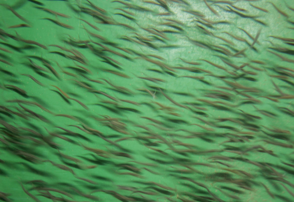 Chum salmon fry swim in one of the holding tanks at the Stillaguamish Tribe Salmon Hatchery at Harvey Creek on March 26 in Arlington. (Olivia Vanni / The Herald)
