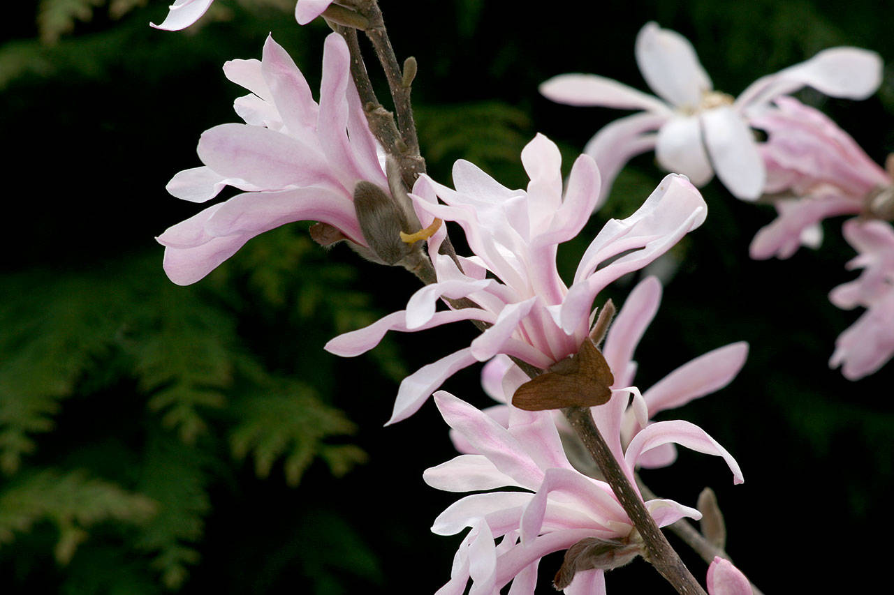 The pink lobner magnolia has strap-like petals that drape over branches and quiver in the slightest breeze. (Richie Steffen)