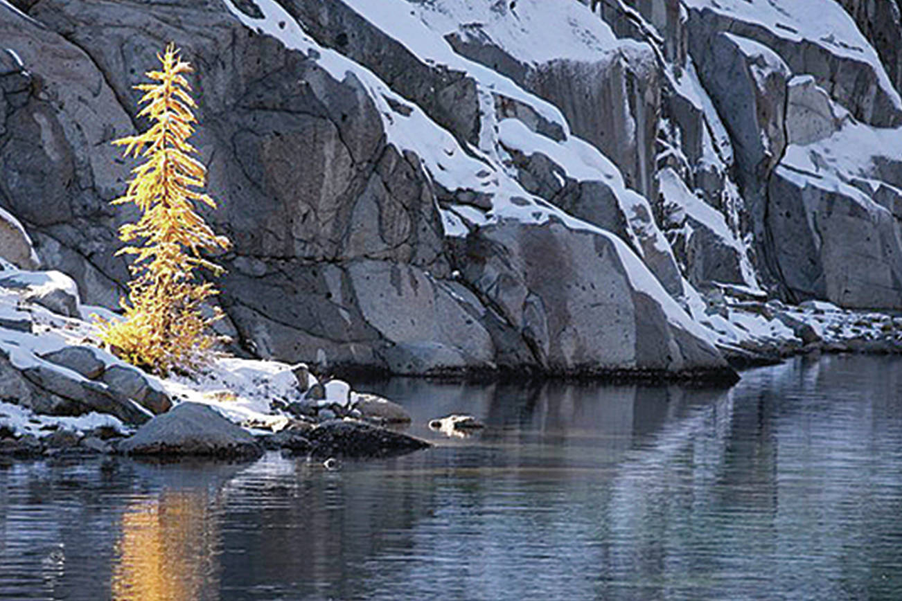 Flora and Fauna, first place: This photo of a golden larch in the Enchantments by Andrew Rossi got him first place in the Flora and Fauna category.