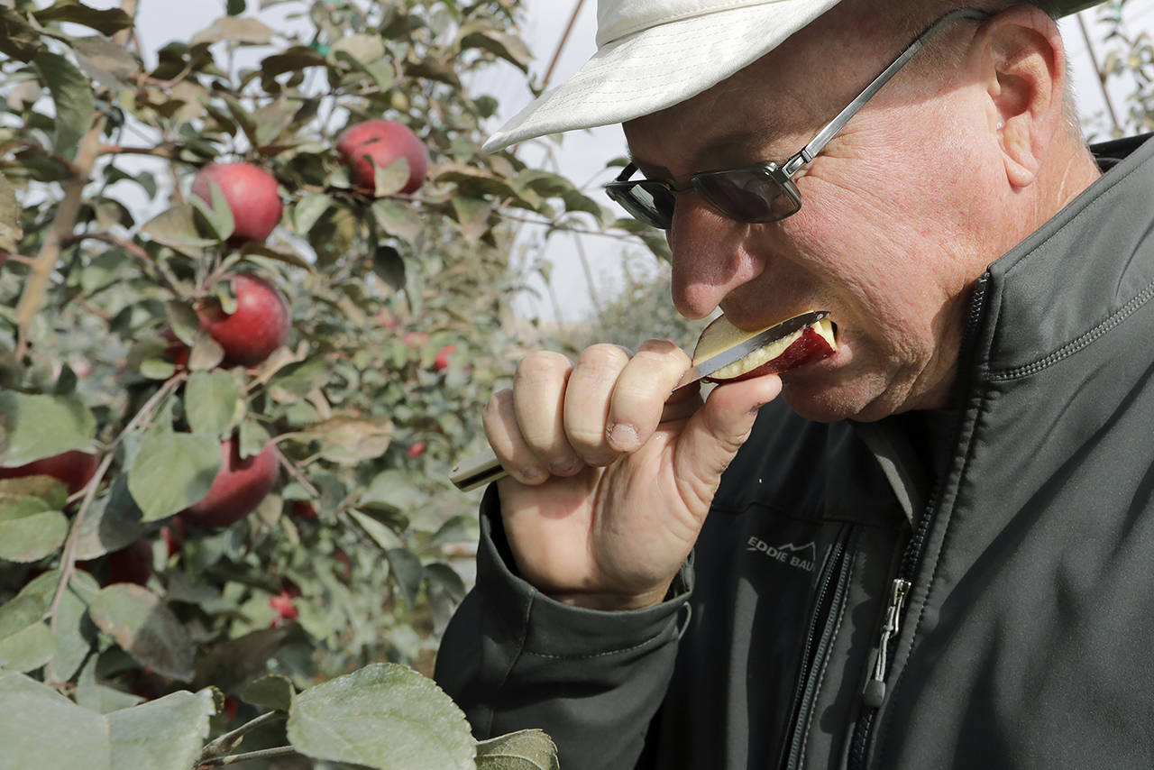 In this 2019 photo, Aaron Clark, vice president of Price Cold Storage, bites into a slice from a Cosmic Crisp apple in an orchard in Wapato. (AP Photo/Elaine Thompson, file)