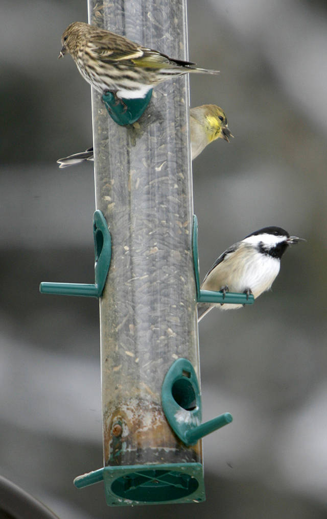 From top, a Pine Siskin, American goldfinch and Black-capped chickadee sit on a birdfeeder. (AP Photo/Toby Talbot file)