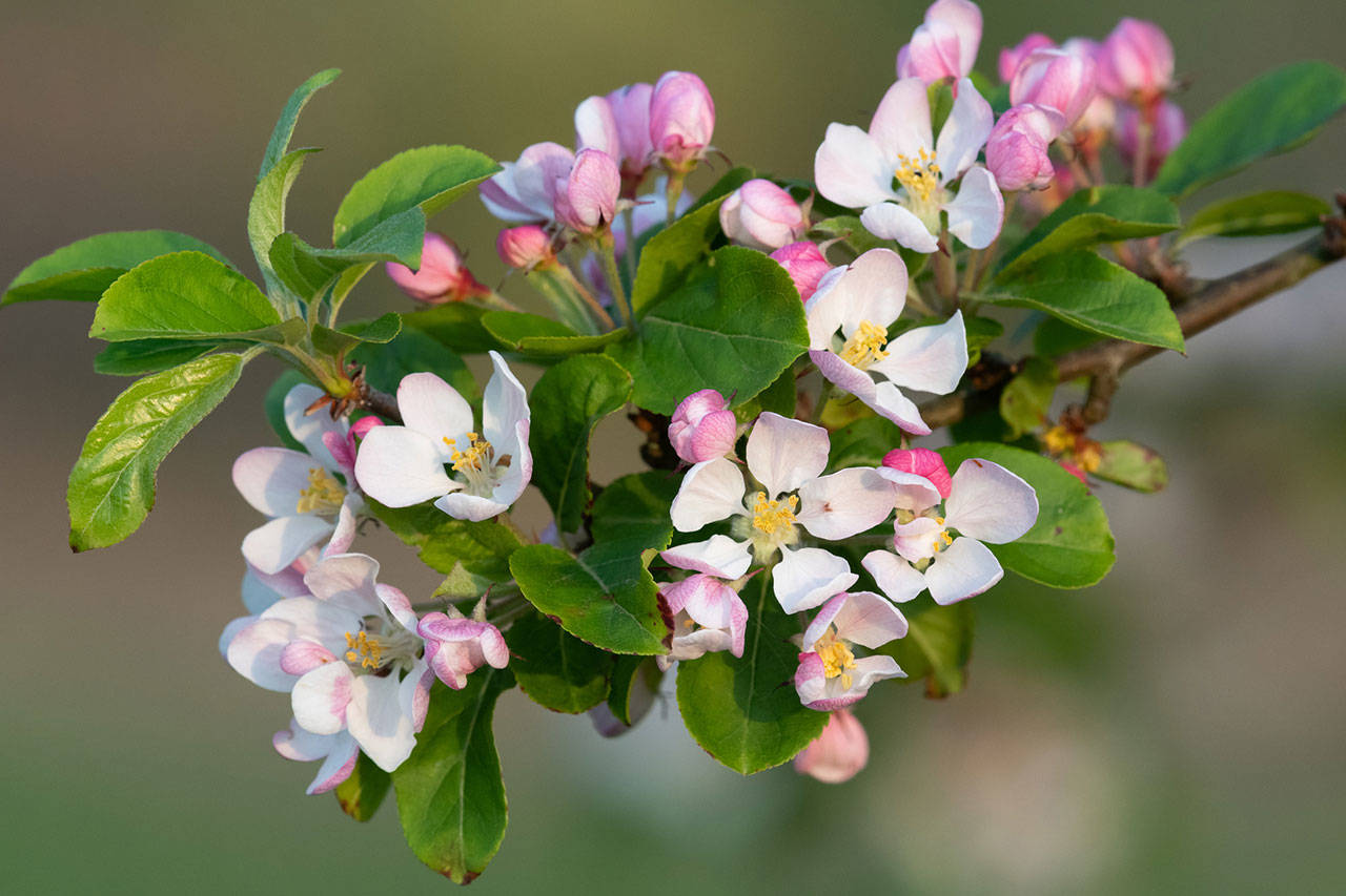 Crabapples don’t have much of a following in the Northwest — yet. Extend the tree-blooming season with these varieties. (Getty Images)