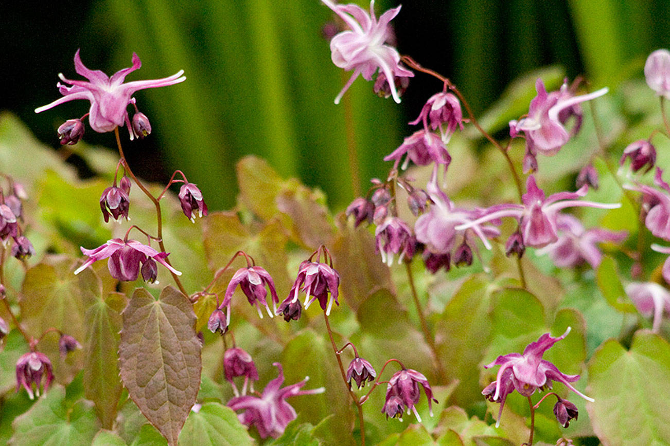 "Lilafee" has multitudes of dainty magenta flowers with white-tipped spurs that hover above colorful leaflets. (Richie Steffen)