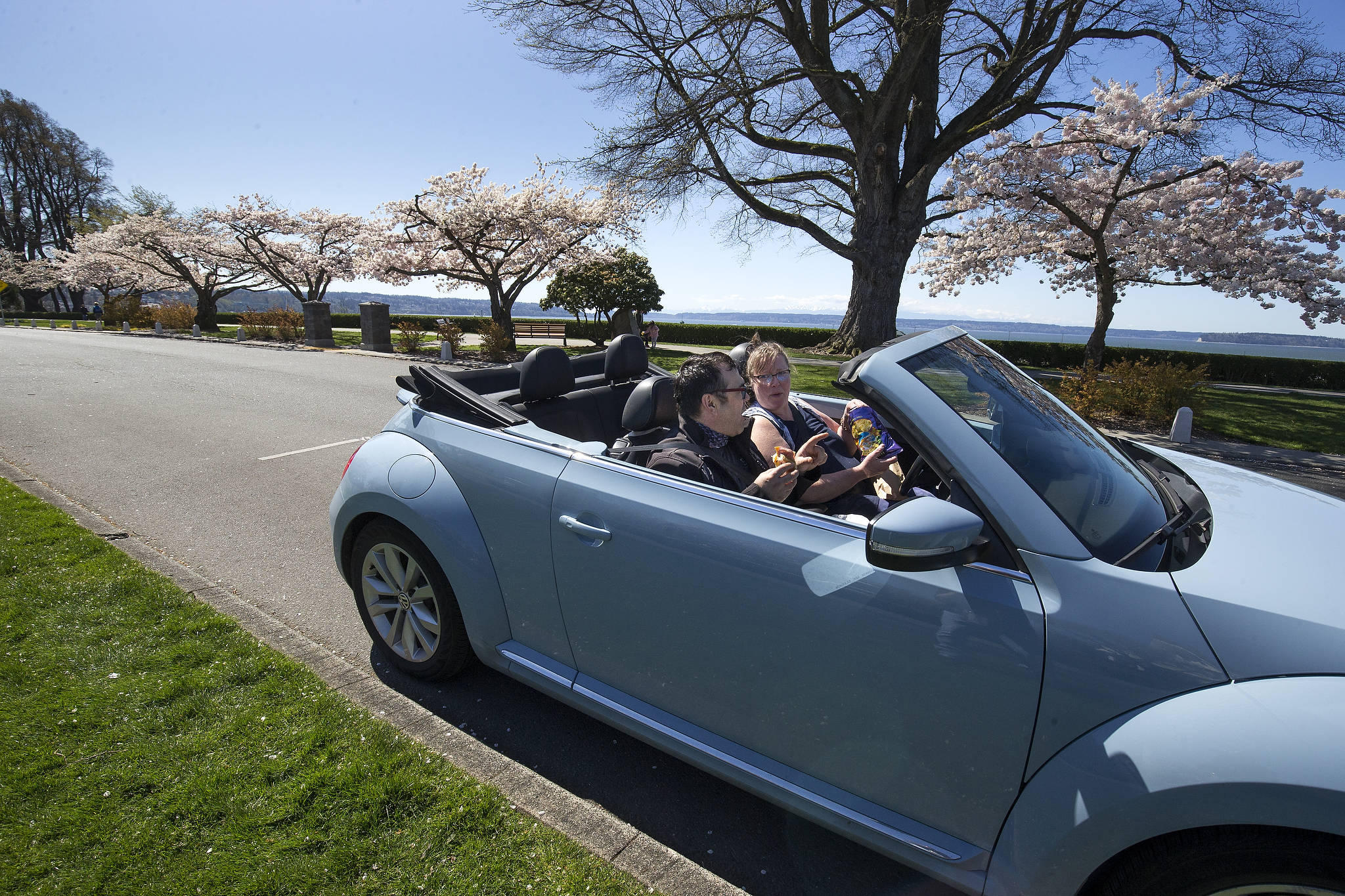 With the sun shining and trees blooming, Guy Bernstein and Heidi Easterling enjoy lunch in a convertible Volkswagen Beetle at Grand Avenue Park in Everett on Monday. (Andy Bronson / The Herald)