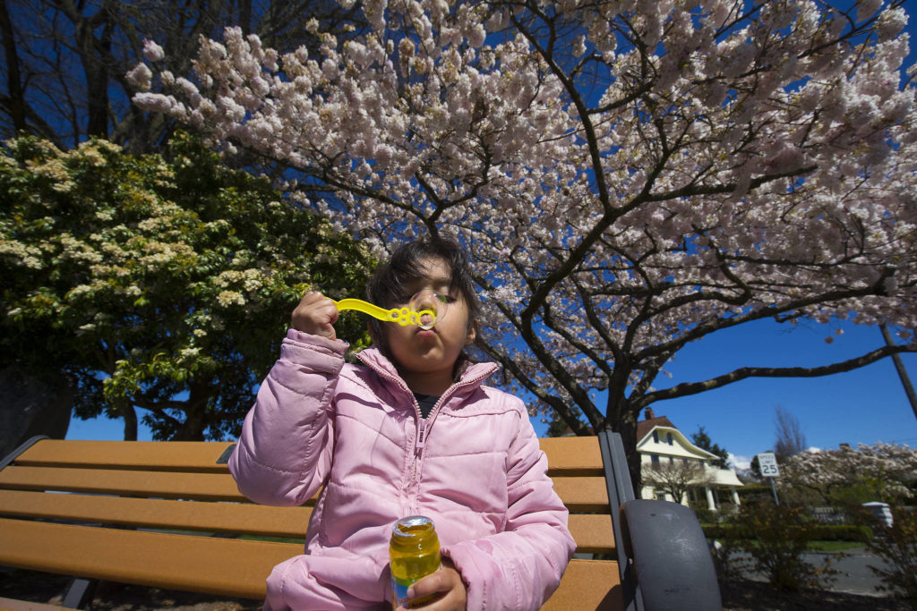 Under blossoming trees, Marion Carmona, 4, blows bubbles at Grand Avenue Park in Everett on Monday. (Andy Bronson / The Herald) 
