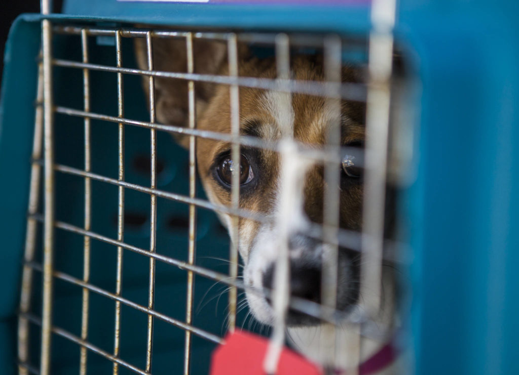 A dog peaks out of a crate after being transported to PAWS on Tuesday in Lynnwood. (Olivia Vanni / The Herald)
