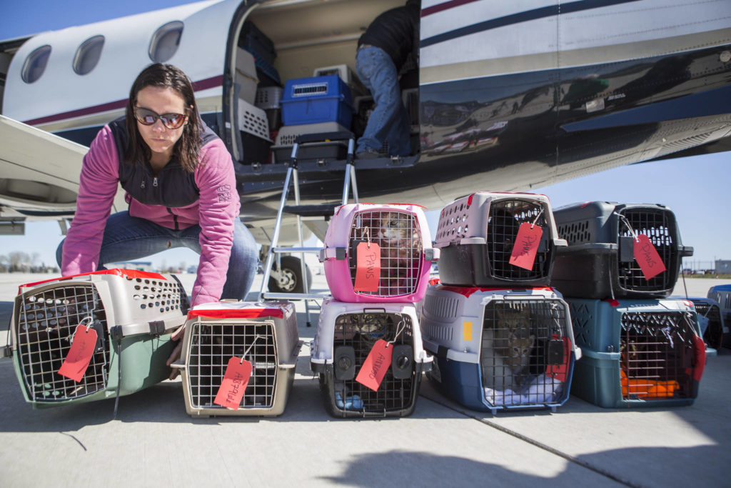 Merritt Rinard places a cat crate on the tarmac on on Tuesday in Everett. (Olivia Vanni / The Herald)
