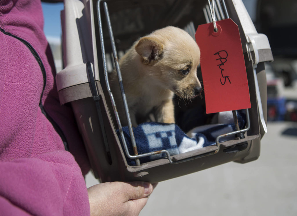 A puppy named Lotte is offloaded from a Fetch airplane to be transported to PAWS on Tuesday in Everett. (Olivia Vanni / The Herald)
