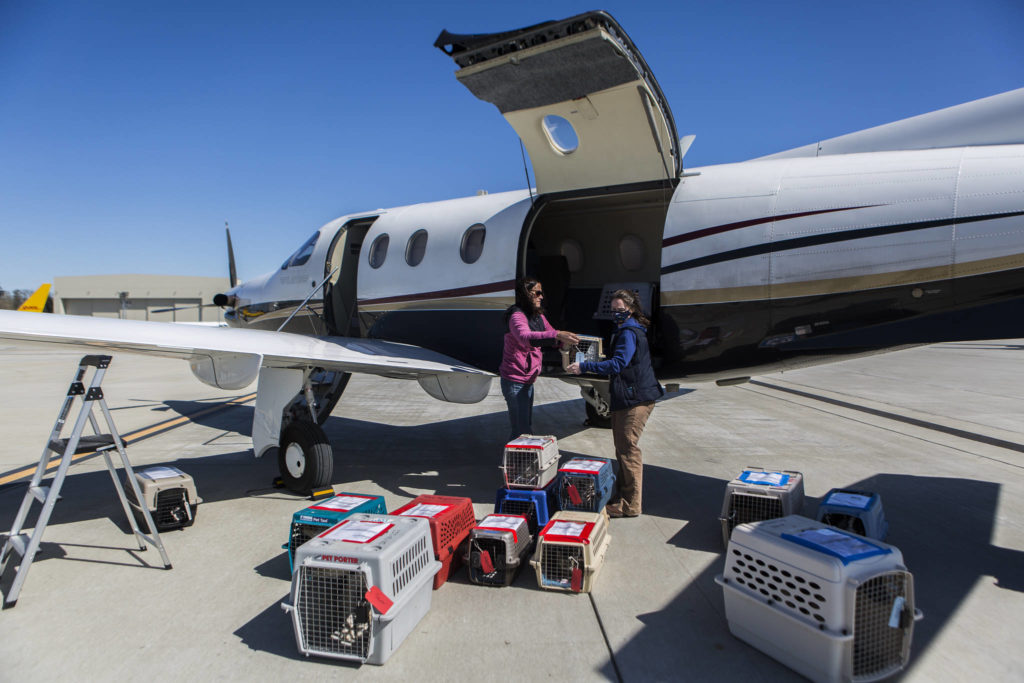 Crates filled with rescue dogs and cats are offloaded from a Fetch airplane at Castle & Cooke Aviation to be transported to local PAWS and The NOAH Center for adoption on Tuesday in Everett. (Olivia Vanni / The Herald)
