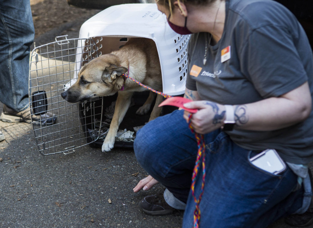 A dog slowly makes it way out of the crate after being transported from Castle & Cooke Aviation at Paine Field to PAWS on Tuesday in Everett. (Olivia Vanni / The Herald)
