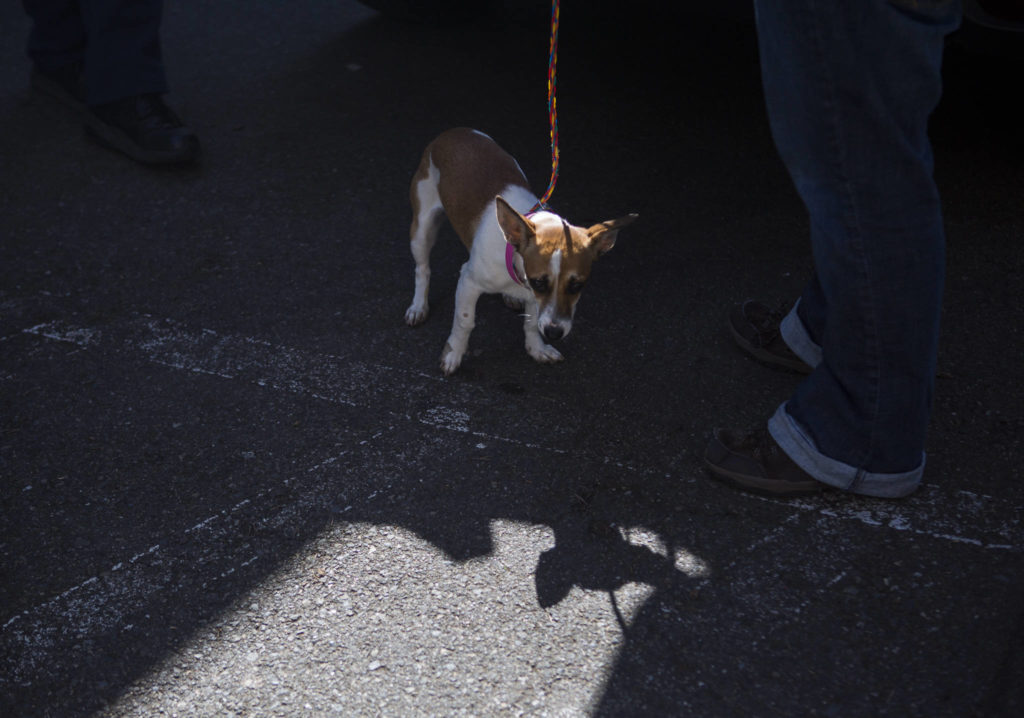 A dog transported to PAWS is taken on a walk Tuesday in Everett. (Olivia Vanni / The Herald)
