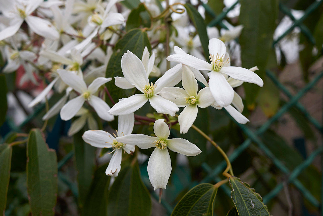 Clematis armandii is just one of hundreds of varieties out there of the blooming vine. (Getty Images)