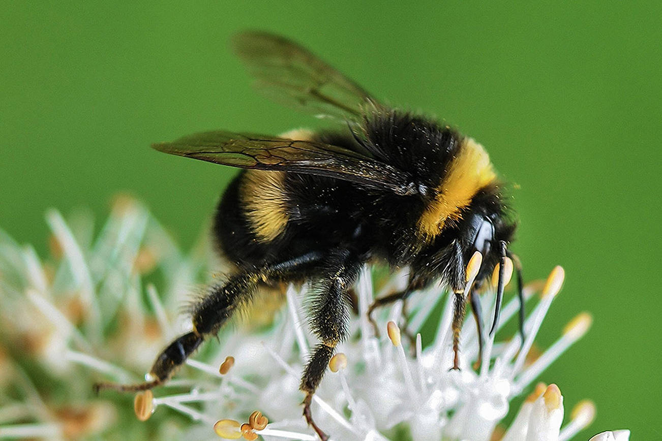 The Camano Wildlife Habitat Project is hosting a “Gardening for Pollinators and Birds” webinar on April 21 via Zoom. (Enumclaw Courier-Herald)