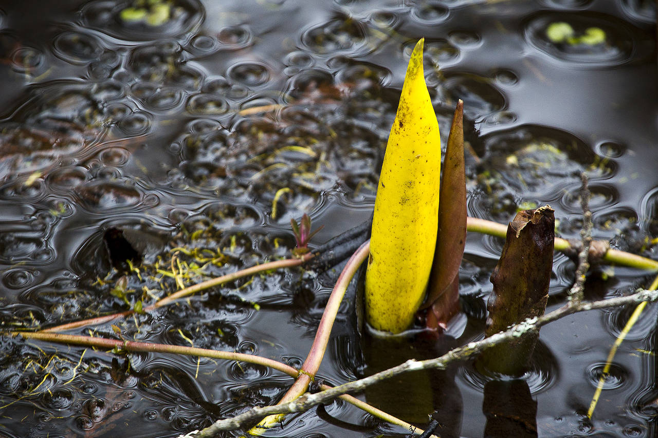 Skunk cabbage, also known as a swamp lantern, emerges from the wetlands of the Northwest Stream Center in Everett. The Adopt A Stream Foundation is presenting their annual Swamp Lantern Festival through April 30 to give visitors a chance to see the plants in full bloom. (Ian Terry / Herald file)