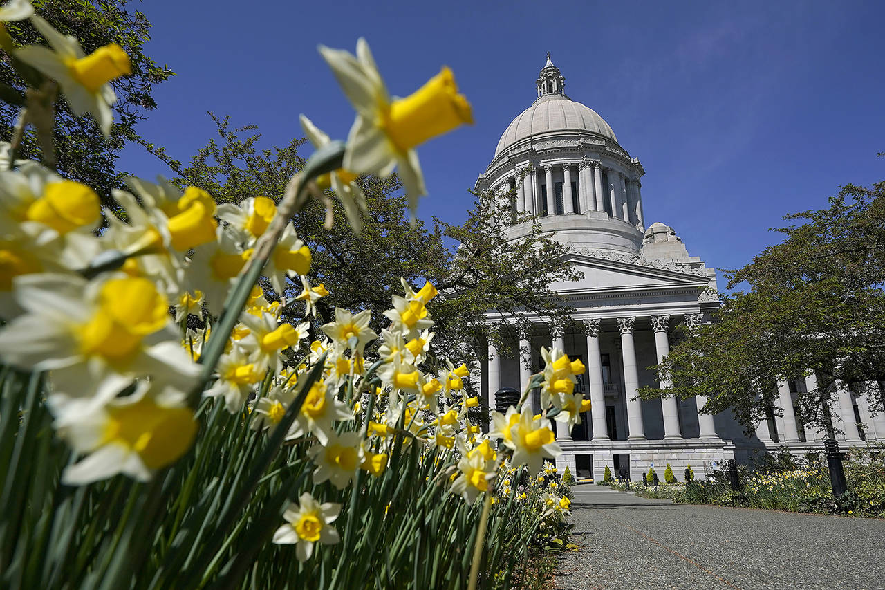 Daffodils bloom outside the Legislative Building on Wednesday at the Capitol in Olympia. (AP Photo/Ted S. Warren)