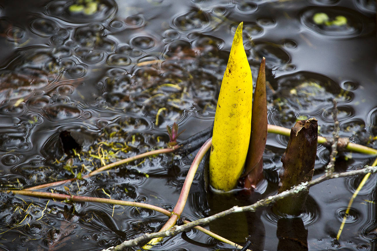 Ian Terry / The Herald

Skunk cabbage, also known as a swamp lantern, emerges from the wetlands of the Northwest Stream Center in Everett on Wednesday, March 7. The Adopt A Stream Foundation will be presenting their annual Swamp Lantern Festival from March 15 through April 21 to give visitors a chance to see the plants in full bloom.

Photo taken on 03072018