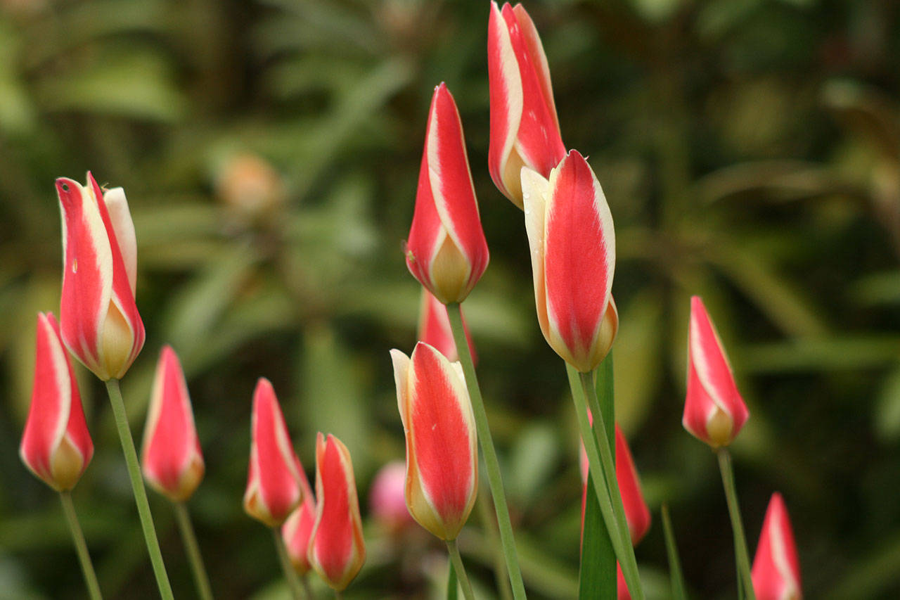 Lady tulip is cold hardy and, unlike most tulips, it doesn’t need an extended “cold period” to bloom. (Richie Steffen)