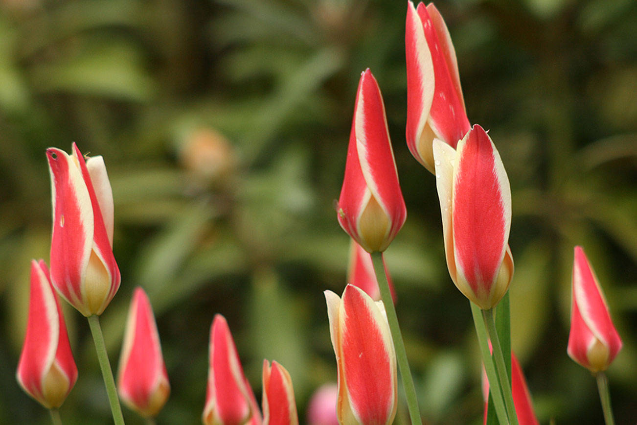 Lady tulip is cold hardy and, unlike most tulips, it doesn't need an extended "cold period" to bloom. (Richie Steffen)