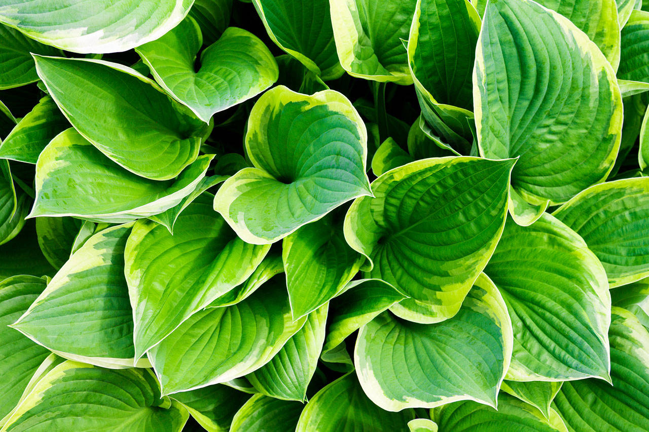 Hosta leaves vary from green to blue in color, and there are tons of green and yellow variegated forms. (Getty Images)