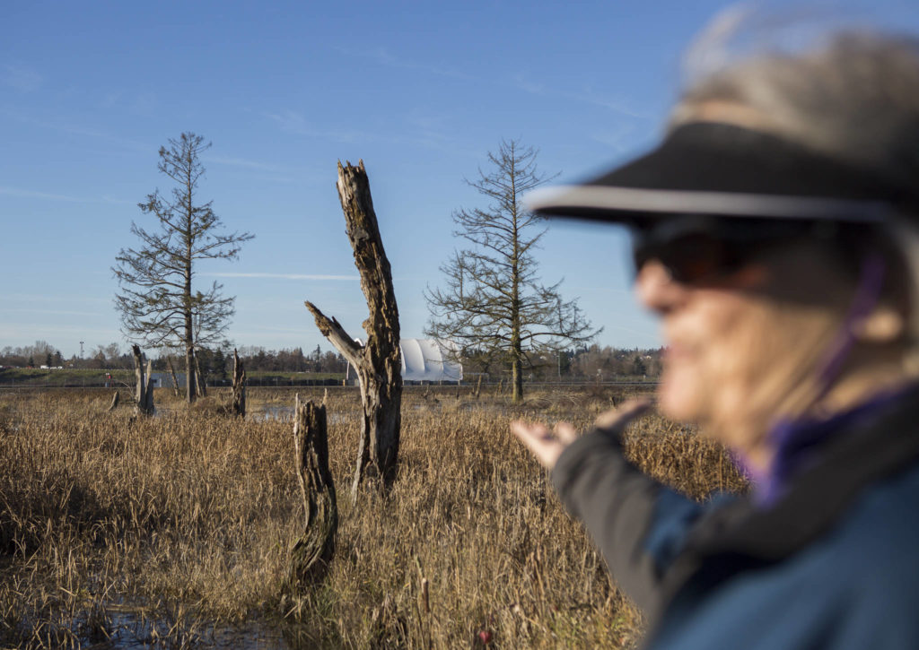 Along muddy ground in Marysville, geologist Jody Bourgeois points to stressed or dying trees — a possible sign that land is prone to liquefy in an earthquake. (Olivia Vanni / The Herald) 
