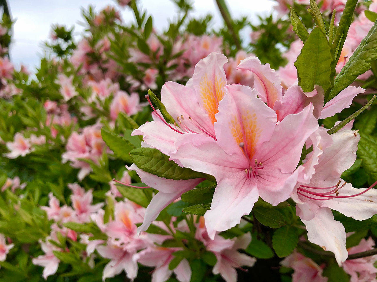 “Irene Koster” azalea. Now is the time to buy these plants, when they are in full bloom.