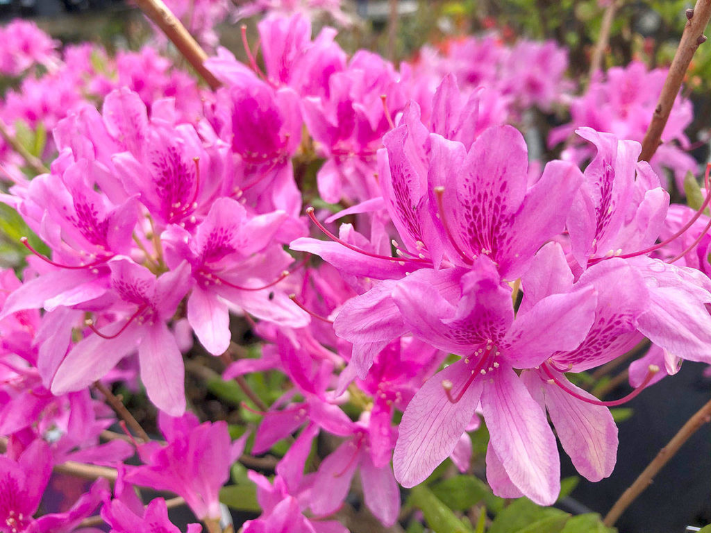 “Lilac Lights” is blanketed in stunning clusters of lilac-purple trumpet-shaped flowers with fuchsia spots at the ends of the branches.

