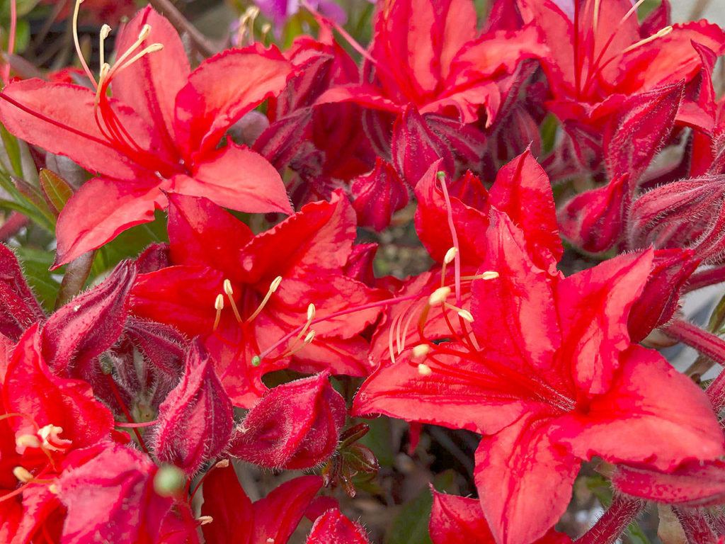 “Electric Lights Red” is covered in true fire engine-red flowers that have an unmistakable azalea fragrance.
