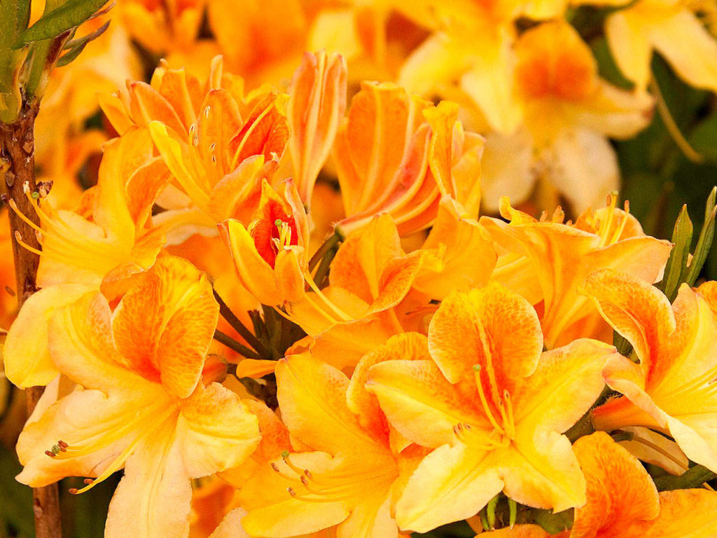 “Golden Flare” azalea. The shrubs will benefit from a little rhododendron food and a light mulch dressing in the spring.
