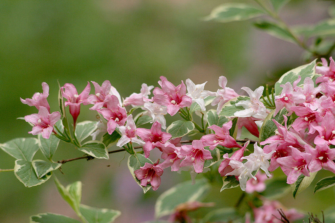 Weigela florida “Variegata.” (Richie Steffens)