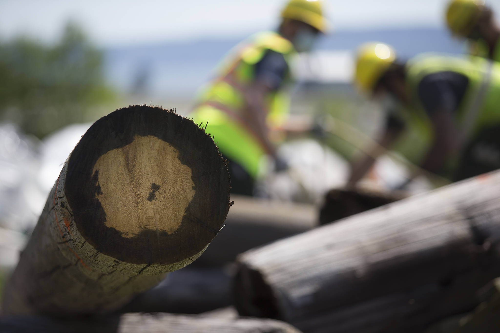 A log shows the depth of creosote penetration as Department of Natural Resources crews remove ropes from timbers taken from Elger Bay via helicopter on Monday on Camano Island. The logs were then shipped to a landfill. (Andy Bronson / The Herald)