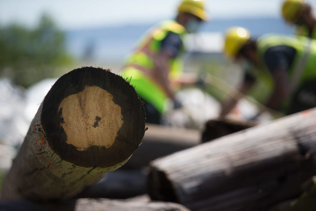A log shows the depth of creosote penetration as Department of Natural Resources crews remove ropes from timbers taken from Elger Bay via helicopter on Monday on Camano Island. The logs were then shipped to a landfill. (Andy Bronson / The Herald)
