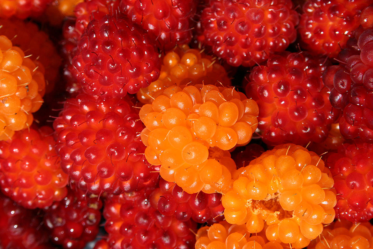 What to look for when picking wild berries native to our area
