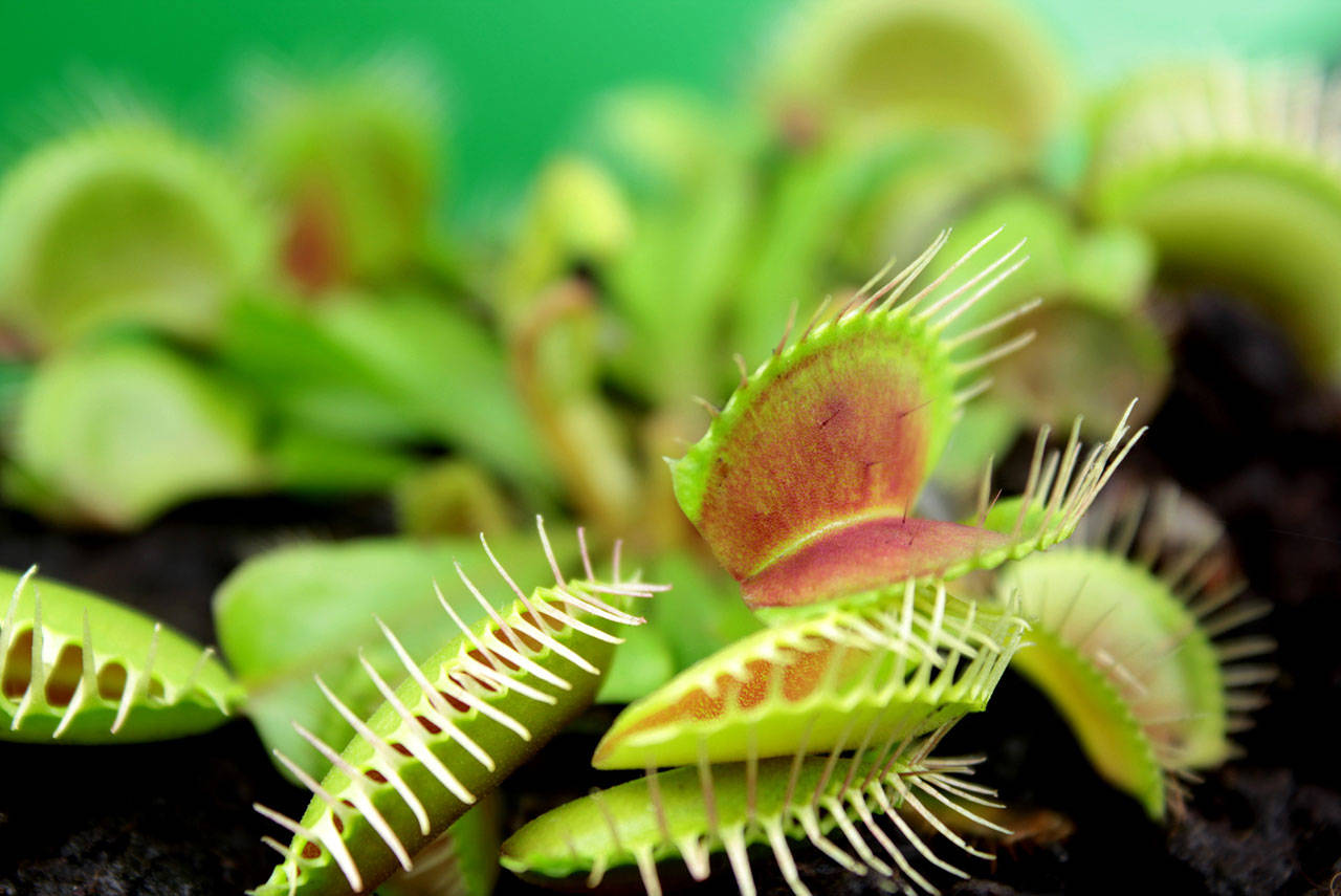 Venus flytraps will eat flies, spiders, crickets, slugs and caterpillars from your garden. (Getty Images)