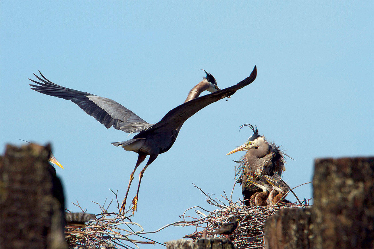 A group of young herons await a meal as a parent shows up at the nest with food. (Photo by Mike Benbow)