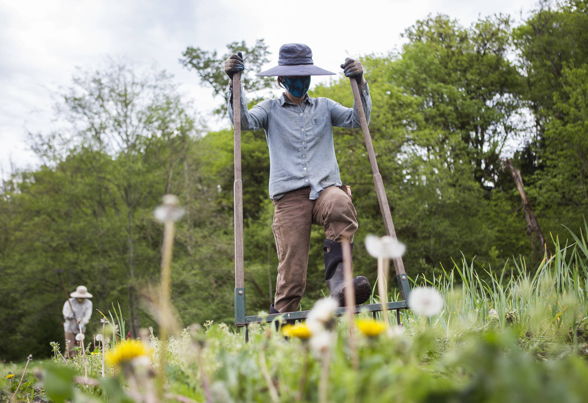 Libby Reed loosens soil with a broadfork at Orange Star Farm near Monroe, where she and her husband raise 125 varieties of vegetables from 1.25 acres of a former meadow. (Olivia Vanni / The Herald)