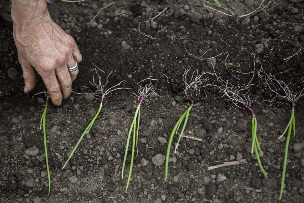 Libby Reed lines up red cipollini onion starts for planting at Orange Star Farm near Monroe. (Olivia Vanni / The Herald) 
