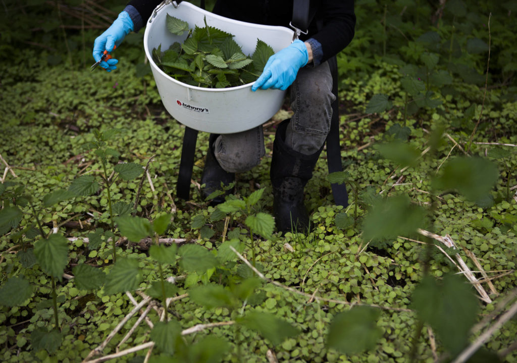 Libby Reed harvests nettles for a client at Orange Star Farm near Monroe. (Olivia Vanni / The Herald)
