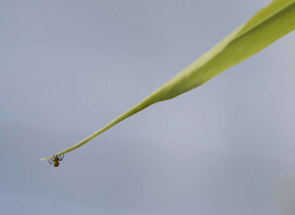 A spider hangs from a ginger plant at Orange Star Farm near Monroe. (Olivia Vanni / The Herald) 
