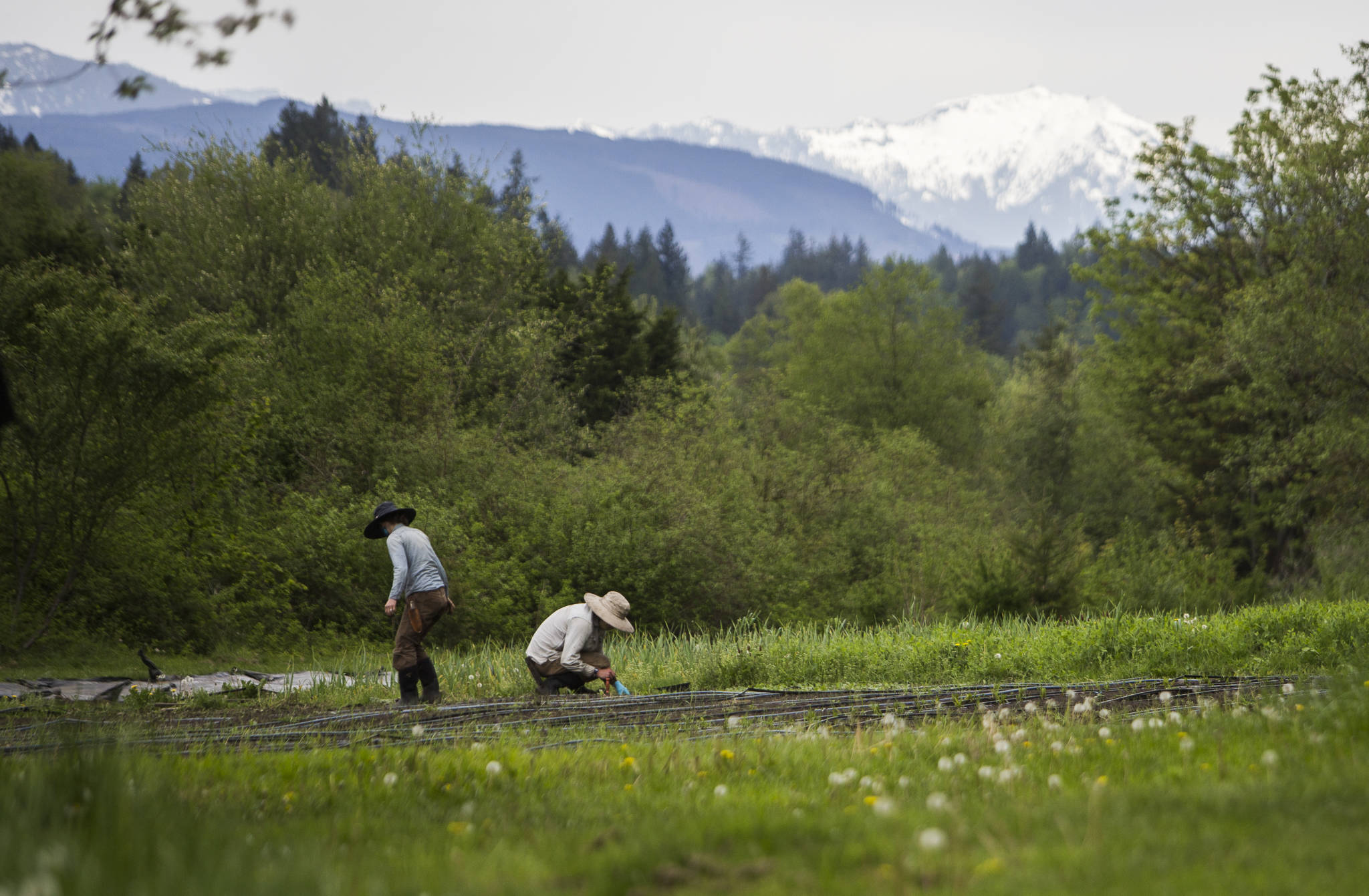 Libby Reed (left) and Patrick Lehr plant red cipollini onions at Orange Star Farm near Monroe. Snohomish County is the only one of Washington’s three most populous counties that still has significant farmland. (Olivia Vanni / The Herald)