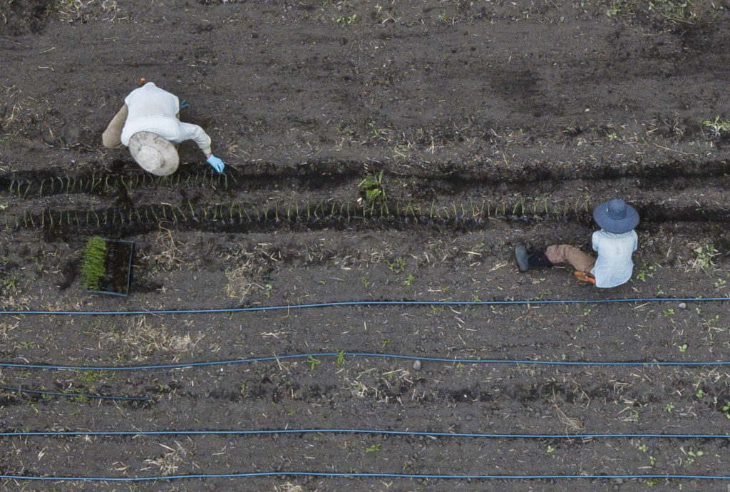 Libby Reed (left) and Patrick Lehr plant red cipollini onions at Orange Star Farm near Monroe. (Olivia Vanni / The Herald) 

