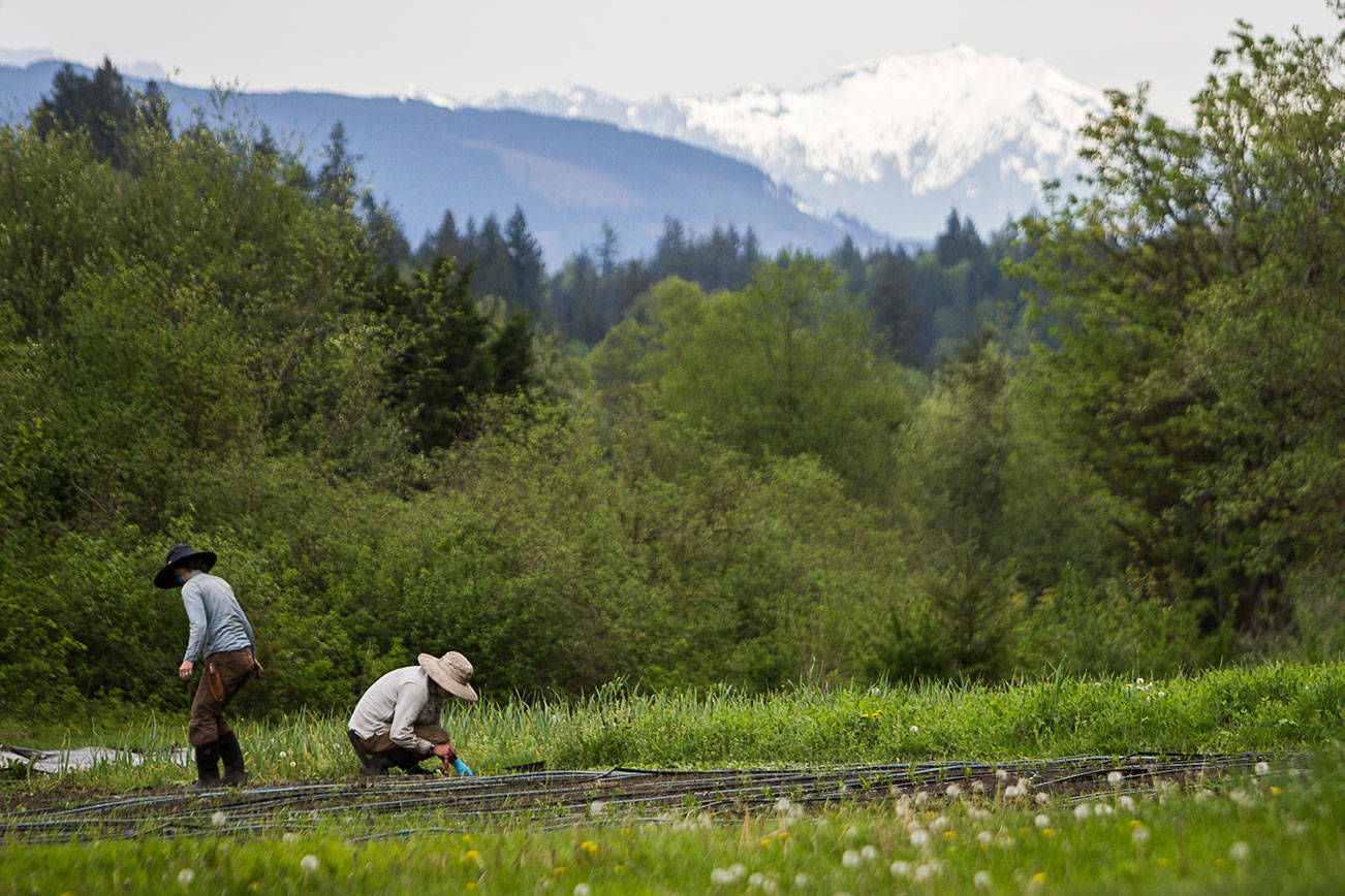 Libby Reed, left, and Patrick Lehr, right, plant red cipollini onions at Orange Star Farm on Thursday, May 6, 2021 in Monroe, Wash.