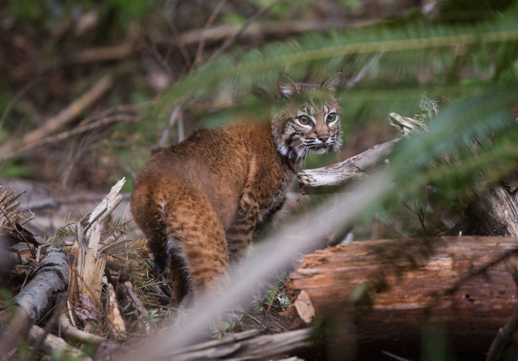 One of three bobcats that were orphaned looks back after leaving a crate Thursday near Acme in Whatcom County. The bobcats were cared for the past year at the PAWS Wildlife Center in Lynnwood. (Andy Bronson / The Herald)
