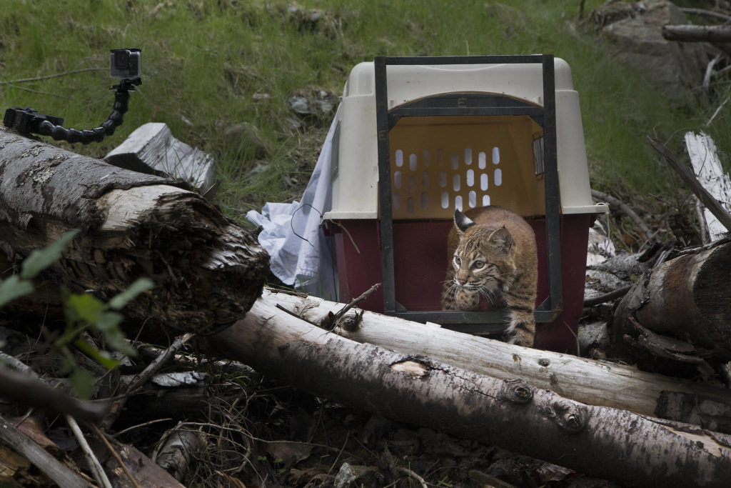 One of three bobcats that were orphaned looks around before leaving a crate and heading back into the wild Thursday near Acme in Whatcom County. (Andy Bronson / The Herald)
