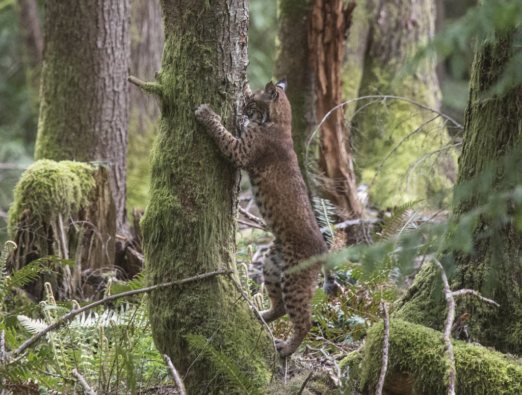 One of three bobcats that were orphaned scratches a tree to sharpen its claws after after leaving a crate and heading back into the wild Thursday near Acme in Whatcom County. (Andy Bronson / The Herald)
