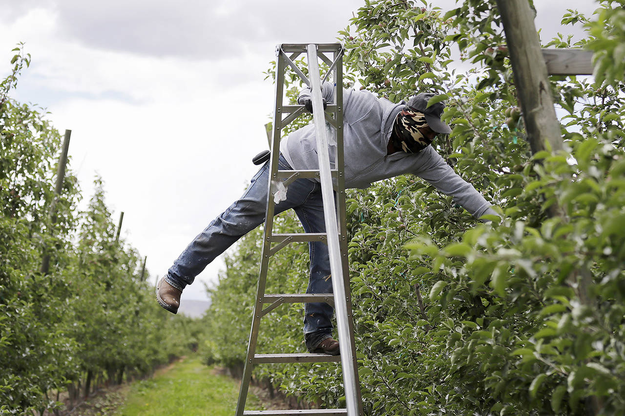 In this June 2020 photo, orchard worker Heriberto Espinoza Clara reaches to pull honey crisp apples off the vine during a thinning of the trees at an orchard in Yakima. (AP Photo/Elaine Thompson, file)