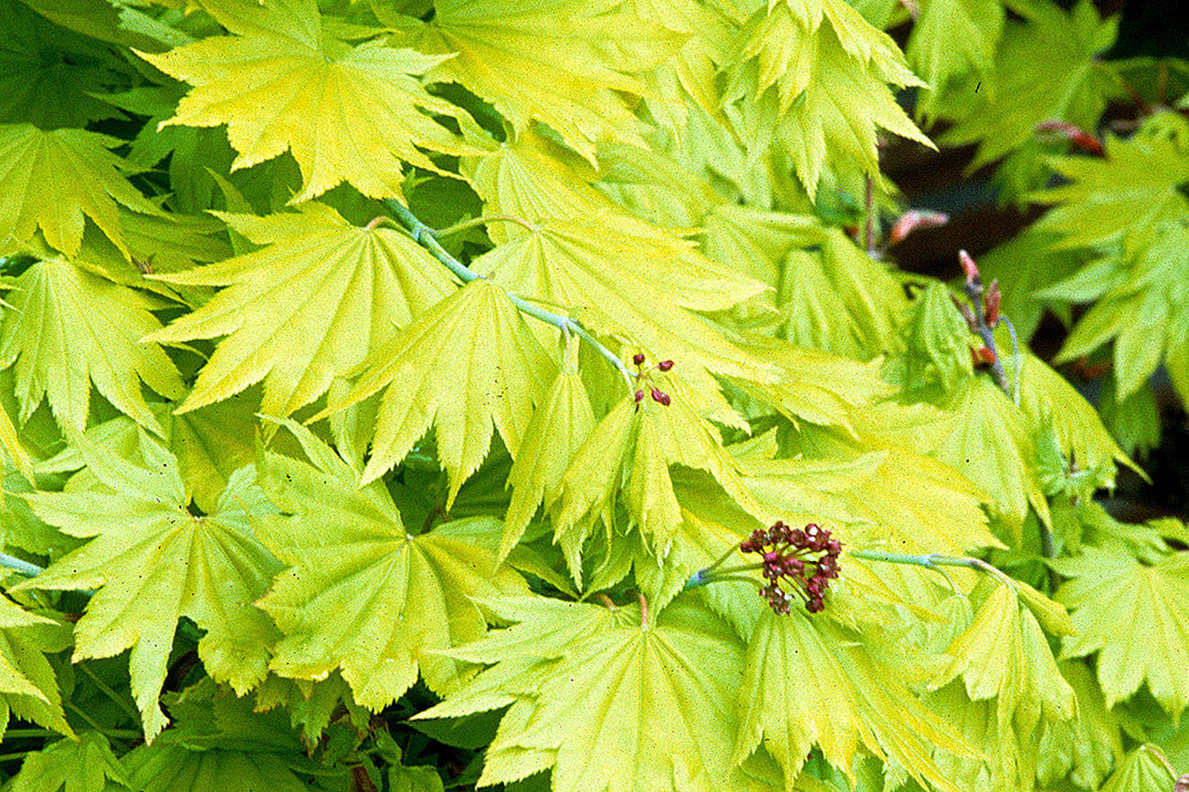 Golden full moon maple gets its common name from its bright lemon-yellow foliage in springtime. (Great Plant Picks)