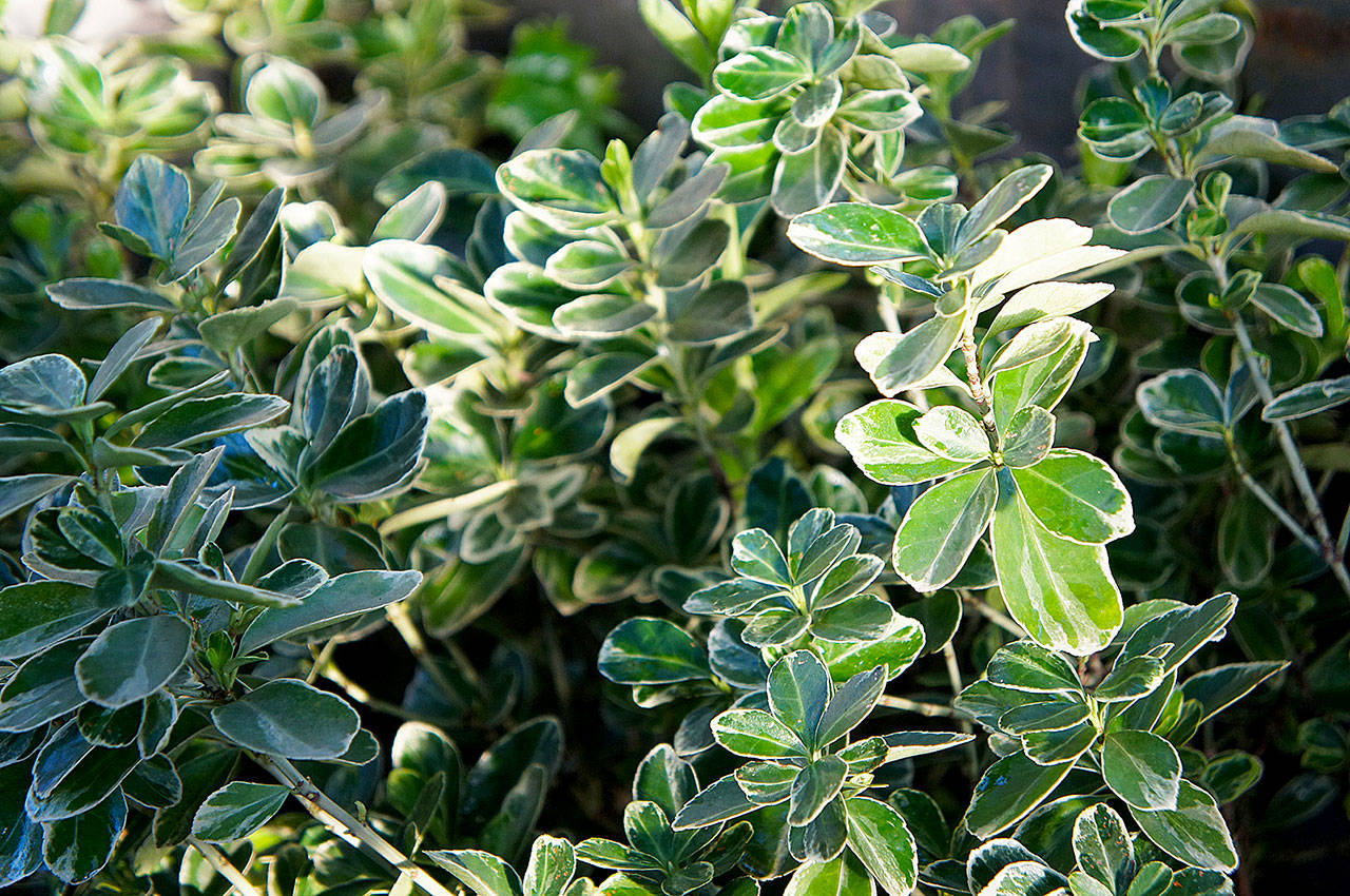 Euonymus japonica is a local favorite due to its ease of growing, as well as tolerance of a range of soils and sunlight conditions. (Getty Images)